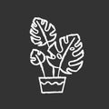Monstera deliciosa chalk white icon on black background. Swiss cheese plant. Philodendron. Indoor tropical plant with Royalty Free Stock Photo