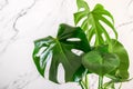 Monstera deliciosa close up. Beautiful tropical monstera deliciosa on the marble wall background. Perforated leaves of monstera, Royalty Free Stock Photo