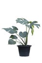 Monstera deliciosa, Fruit salad plant, Tarovine, Split leaf philodendron or Swiss Cheese Plant growing in black plastic pot. Royalty Free Stock Photo