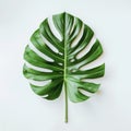 Monstera Deliciosa: Green Leaf in Natural Style on Pure Background. Minimalist Art: Green Monstera Deliciosa Leaf on White Royalty Free Stock Photo