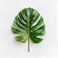 Monstera Deliciosa: Green Leaf in Natural Style on Pure Background. Minimalist Art: Green Monstera Deliciosa Leaf on White Royalty Free Stock Photo