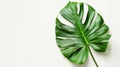 Monstera Deliciosa: Green Leaf in Natural Style on Pure Background. Minimalist Art: Green Monstera Deliciosa Leaf on White Royalty Free Stock Photo