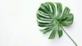 Monstera Deliciosa: Green Leaf in Natural Style on Pure Background. Minimalist Art: Green Monstera Deliciosa Leaf on White Royalty Free Stock Photo