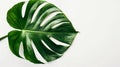 Monstera Deliciosa: Green Leaf in Natural Style on Pure Background. Minimalist Art: Green Monstera Deliciosa Leaf on White Royalty Free Stock Photo