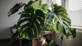 Monstera Deliciosa Large - Towering Gravity-Defying Foliage - A Charming Focal Point for Decorating Spaces with Big Personality