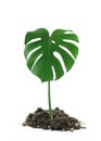 Monstera Deliciosa Leaf in dirt Royalty Free Stock Photo