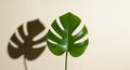 Monstera Deliciosa Leaf with Dramatic Shadow on Beige Background Royalty Free Stock Photo
