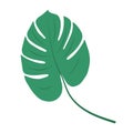 Monstera Deliciosa leaf, herbal element.