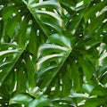 Monstera Deliciosa leaf seamless pattern. Tropical background with jungle plants. Green exotic pattern with palm leaves Royalty Free Stock Photo