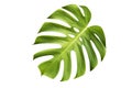 Monstera deliciosa leaf or Swiss cheese plant, isolated on white background, with clipping path Royalty Free Stock Photo