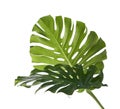 Monstera deliciosa leaf or Swiss cheese plant, isolated on white background, with clipping path Royalty Free Stock Photo