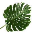 Monstera deliciosa leaf or Swiss cheese plant, isolated on white background Royalty Free Stock Photo