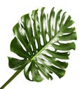 Monstera deliciosa leaf or Swiss cheese plant, Tropical foliage isolated on white background Royalty Free Stock Photo