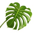 Monstera deliciosa leaf or Swiss cheese plant, Tropical foliage isolated on white background Royalty Free Stock Photo