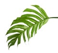 Monstera deliciosa leaf or Swiss cheese plant, Tropical foliage isolated on white background, with clipping path Royalty Free Stock Photo