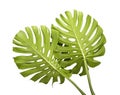 Monstera deliciosa leaf or Swiss cheese plant, Tropical leaves isolated on white background, with clipping path Royalty Free Stock Photo