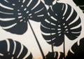Monstera deliciosa leaves create a striking shadow pattern Royalty Free Stock Photo