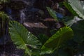 Monstera deliciosa leaves. Exotic rugged green rainforest plant on waterfall background Royalty Free Stock Photo