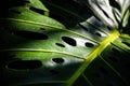 Monstera deliciosa Liebm. Or Herricane Plant, Split-leaf Philodendron, Swiss Cheese Plant, Window Plant, leaf close-up Royalty Free Stock Photo