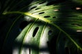 Monstera deliciosa Liebm. Or Herricane Plant, Split-leaf Philodendron, Swiss Cheese Plant, Window Plant, leaf close-up Royalty Free Stock Photo