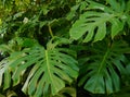 Monstera deliciosa