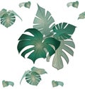 Monstera deliciosa plant leaves pattern