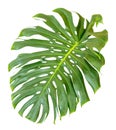 Monstera deliciosa plant single green leaf on isolated white background Royalty Free Stock Photo
