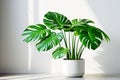 Monstera Deliciosa plant in a white pot against a white wall. Houseplants Royalty Free Stock Photo