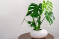 Monstera deliciosa plant in white pot standing on the wooden round table on the white wall background. Home gardening concept,
