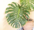 Monstera deliciosa or split leaf tropical plant closeup Royalty Free Stock Photo