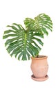 Monstera deliciosa or Swiss cheese plant in a large clay pot isolated on white background Royalty Free Stock Photo