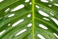 Monstera deliciosa swiss cheese plant leaf closeup Royalty Free Stock Photo