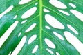 Monstera deliciosa or swiss cheese plant leaf closeup Royalty Free Stock Photo