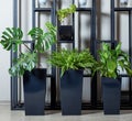 Monstera deliciosa - Swiss Cheese Plant, Nephrolepis exaltata Green Lady - Green Lady Boston Fern, Peace Lily
