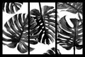 Monstera deliciosa or swiss cheese plant tropical leaves drawing