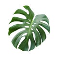 Monstera deliciosa tropical leaf isolated on white background