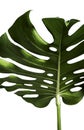 Monstera deliciosa tropical leaf isolated on white background Royalty Free Stock Photo