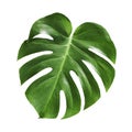 Monstera deliciosa tropical leaf isolated on white background Royalty Free Stock Photo