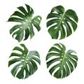 Monstera deliciosa tropical leaf isolated on white background Royalty Free Stock Photo