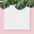 Monstera deliciosa tropical leaves and blank canvas Royalty Free Stock Photo