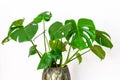 Monstera deliciosa, tropical plant on the white wall background. Potted beautiful monstera deliciosa closeup. Home gardening Royalty Free Stock Photo