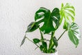 Monstera deliciosa on the wall background closeup. Young tropical monstera plant for interior. Gardening, home interior tropical Royalty Free Stock Photo