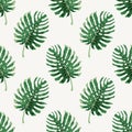 Monstera deliciousa tropical leaf seamless pattern vector illustration background Royalty Free Stock Photo