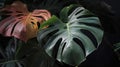 Monstera delicosa multicolored leaves textured background. ai generative.