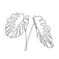 Monstera delicosa plant leaves continuous one line drawing minimalist design. Simple minimalism style on white background