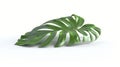 Monstera digitally rendered against a white background in 3D