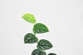 Monstera DUBIA or Satin Pothos, Silk Pothos or Silver hilodendron or Scindapsus pictus Hassk or Argyreus or Araceae