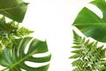 Monstera and fern leafs lay on white background.