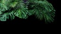 Monstera, fern, and palm leaves tropical foliage plant bush nature backdrop on black background. Royalty Free Stock Photo