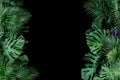 Monstera, fern, and palm leaves tropical foliage plant bush nature frame on black background. Royalty Free Stock Photo